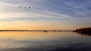 albufera reserva biosfera unesco