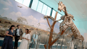 valencia paleantologic museo ciencias naturales