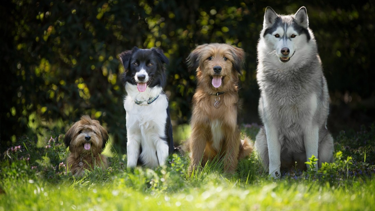 Talleres, spa perruno y desfiles de adopción en la Feria de los Animales de Valencia